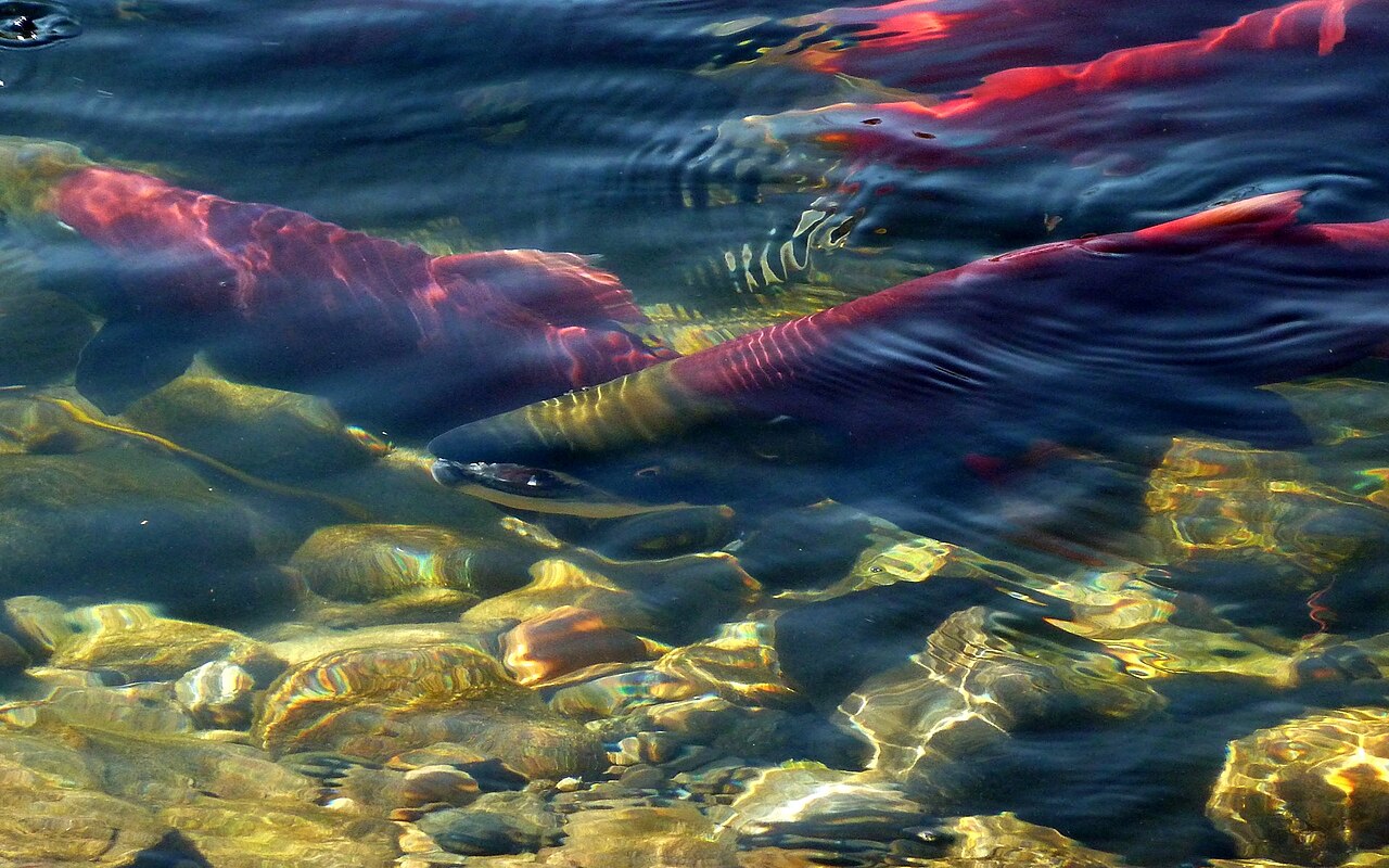 Chum Salmon Spawning Run